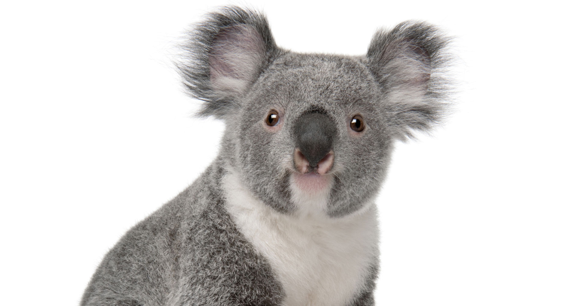 koala_stock.jpg