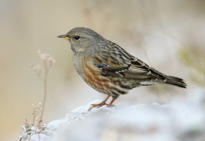 The Sounds of the Steppe: Learning the Calls of Eastern Europe