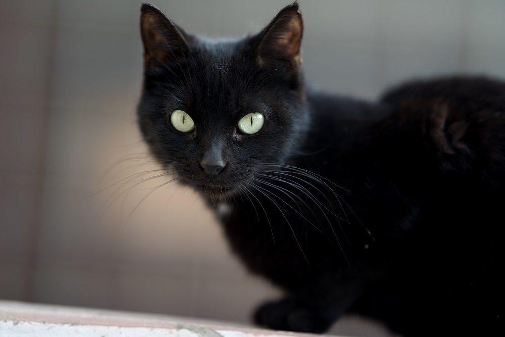 closeup-shot-black-cat-calmly-lying-ground.jpg