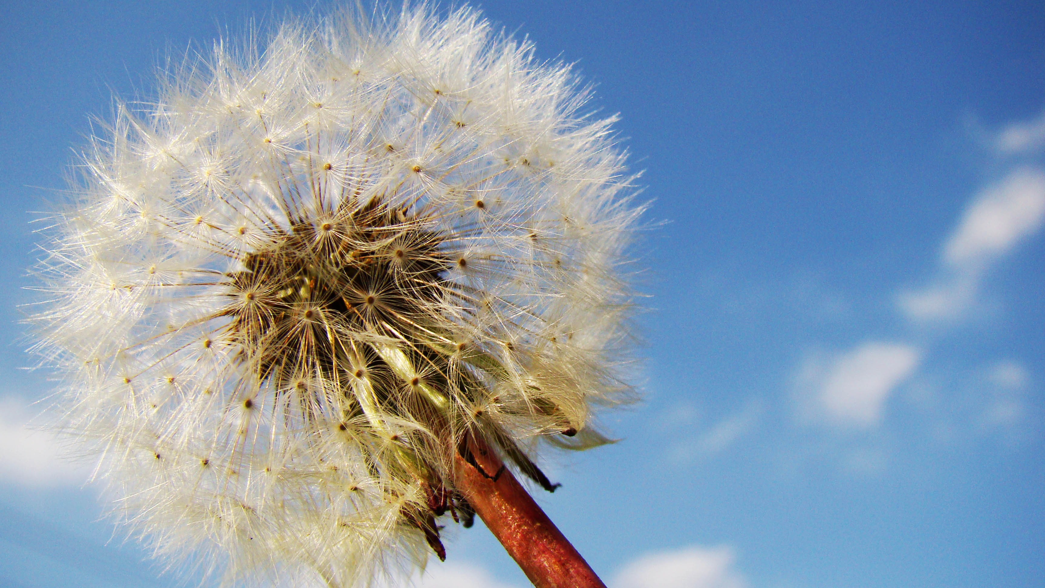 dandelion-99394.jpg