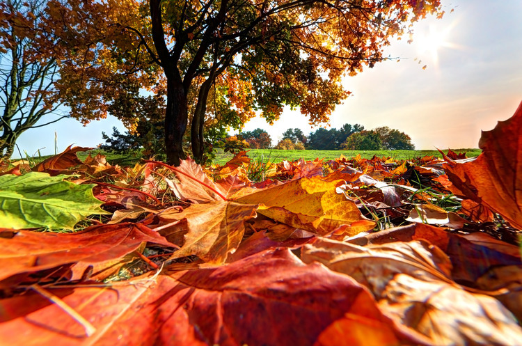 garden_autumn_marketworld.jpg