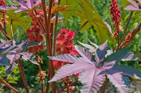 ricinus.jpg