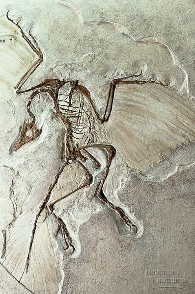 archaeopteryxfossil.jpg