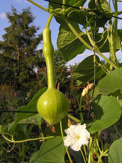 390px-lagenaria_flower_fruit.jpg