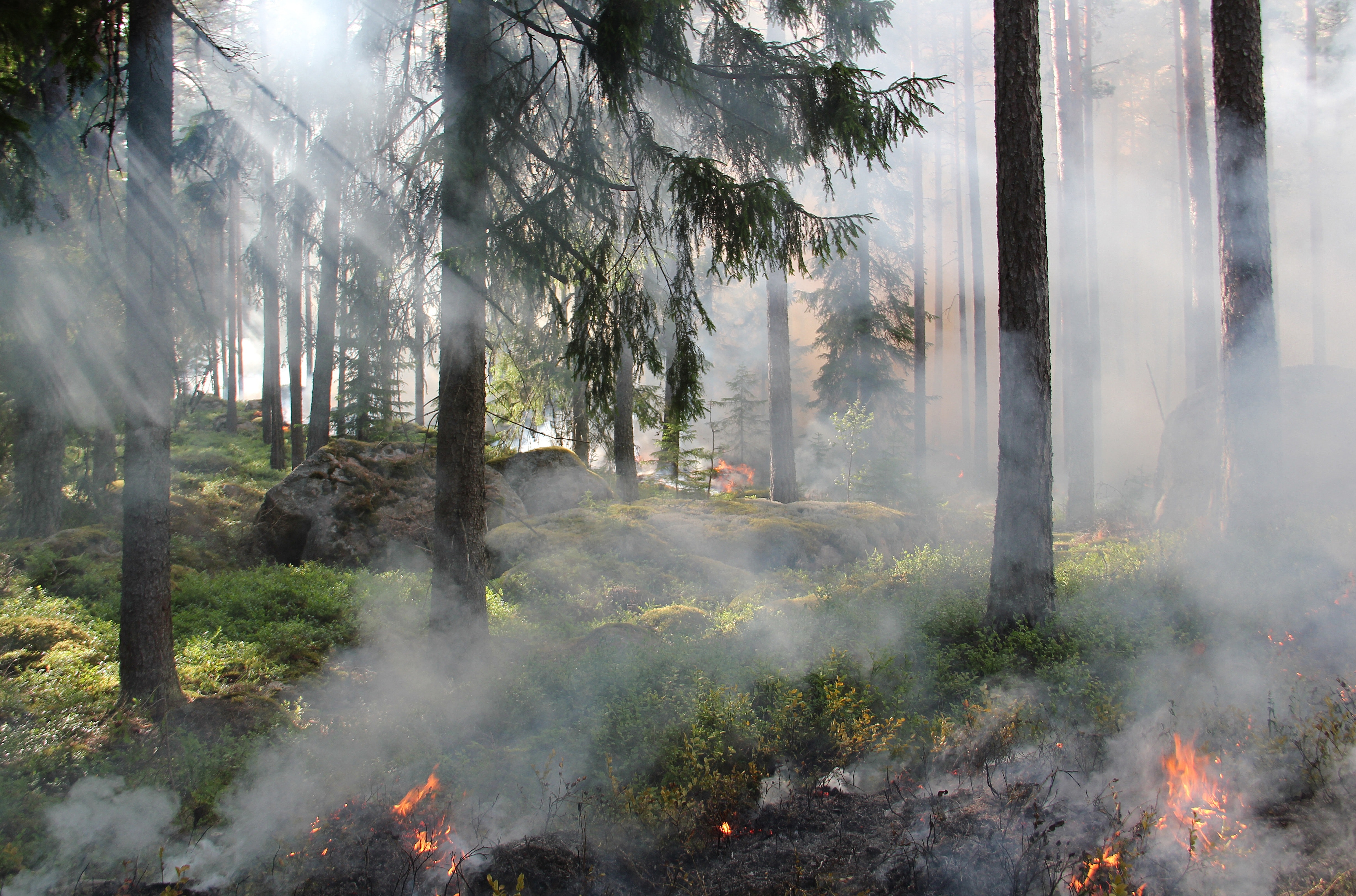 burning-fire-forest-50700.jpg