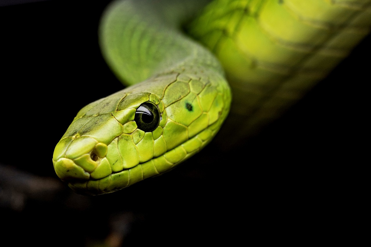 snake-3979601_1280.jpg