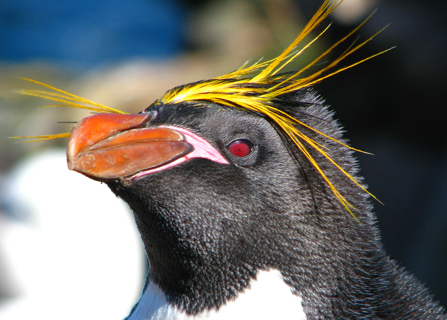 macaroni-penguin.jpg