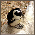 A Pingvin tudatosság napja