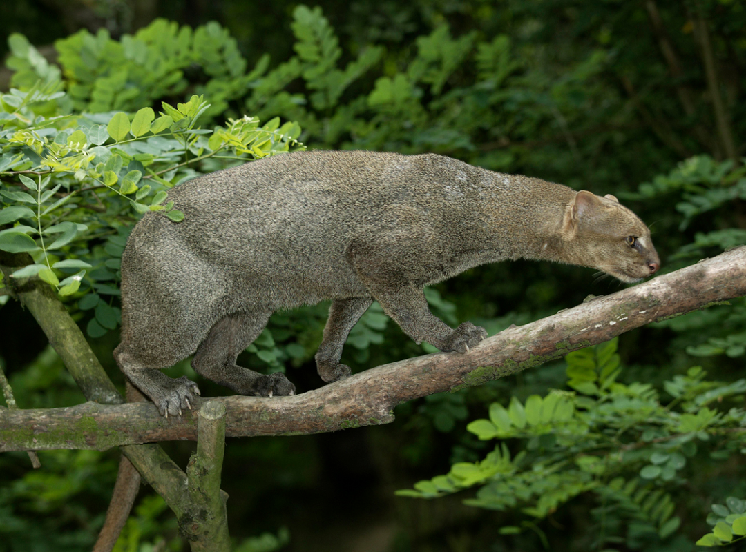 jaguarundi.jpg