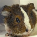 A tengerimalacok gondozása