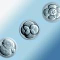 Mellrákos embriók