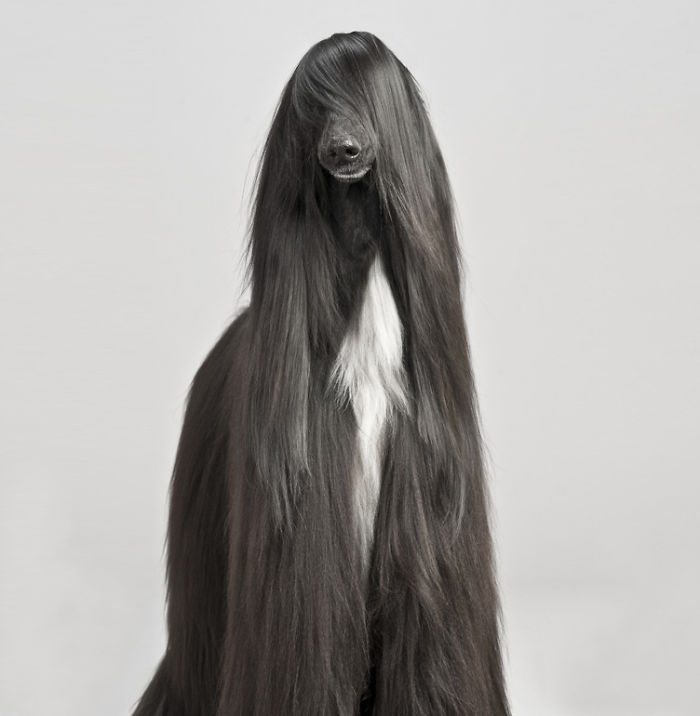 XX-Animals-That-Need-To-Get-A-Haircut-Real-Bad3__700.jpg