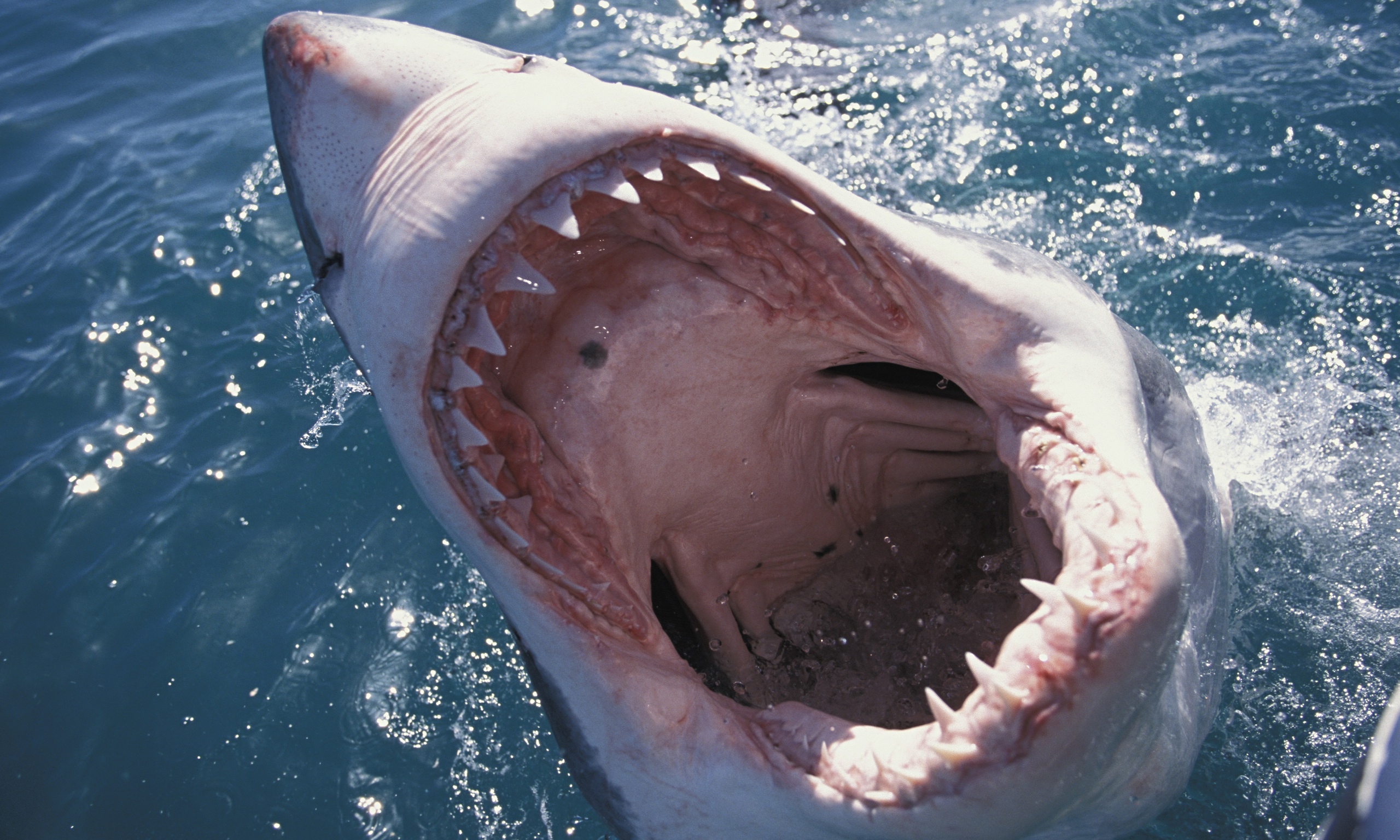 A-great-white-shark-loo-010.jpg