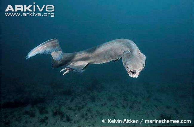 Frilled-shark-swimming-close-to-seabed.jpg