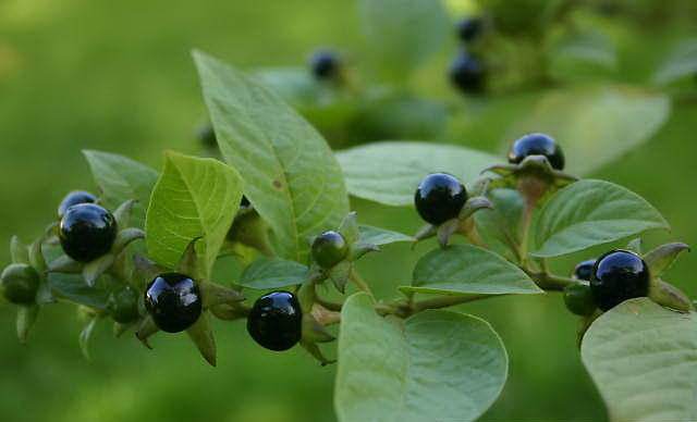 Nadragulya_Atropa_Belladonna14.jpg