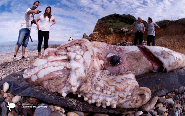 giant-squid.jpg