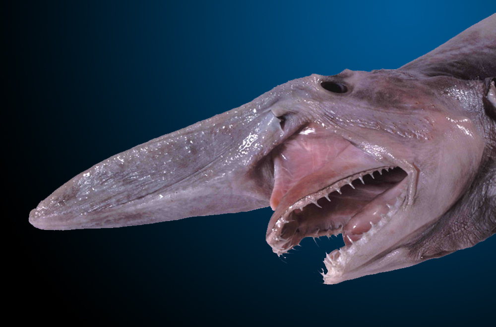 goblin-shark-nologo.jpg