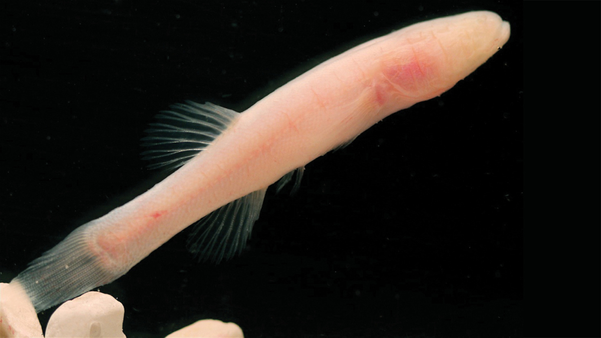 hoosier-cavefish (1).jpg