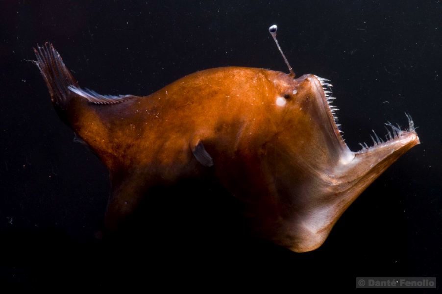 humpback-anglerfish.jpg
