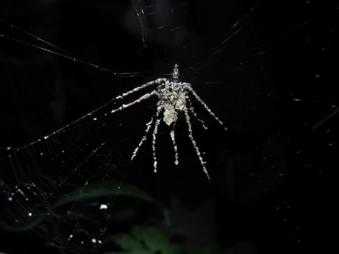 spider1.jpg