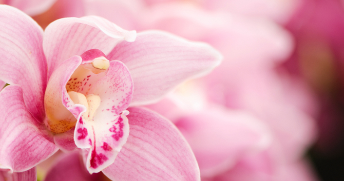pink_orchid_670x353_ag.jpg