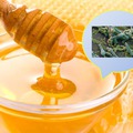 Miért tilos a babáknak mézet enni?