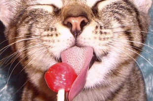 Miért nem érzik a macskák az édes ízt?