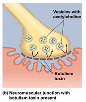 botulinum_toxin1358744343702.png