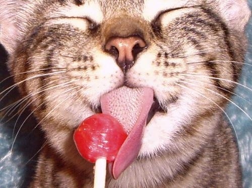 candy-cat-lick-lollipop-pleasure-sweet-favim_com-62612_large.jpg