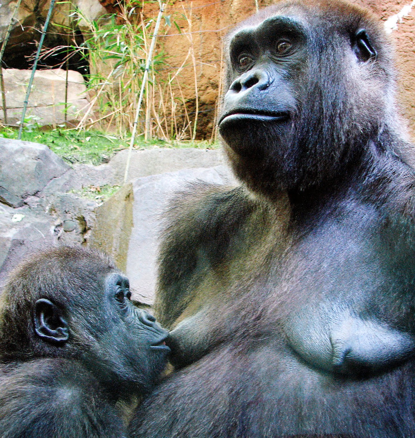 congo-gorilla-nursing.jpg