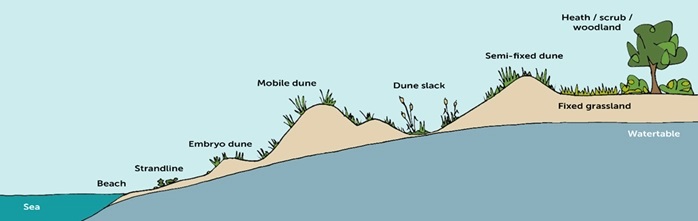 dune-profile-zonation.jpg