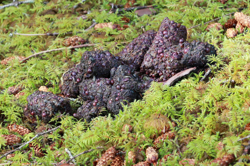 grizzly-bear-poop-forest-southeast-alaska-59834511.jpg