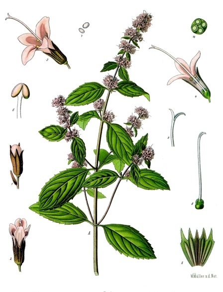 mentha_piperita_kohler_s_medizinal-pflanzen-095.jpg