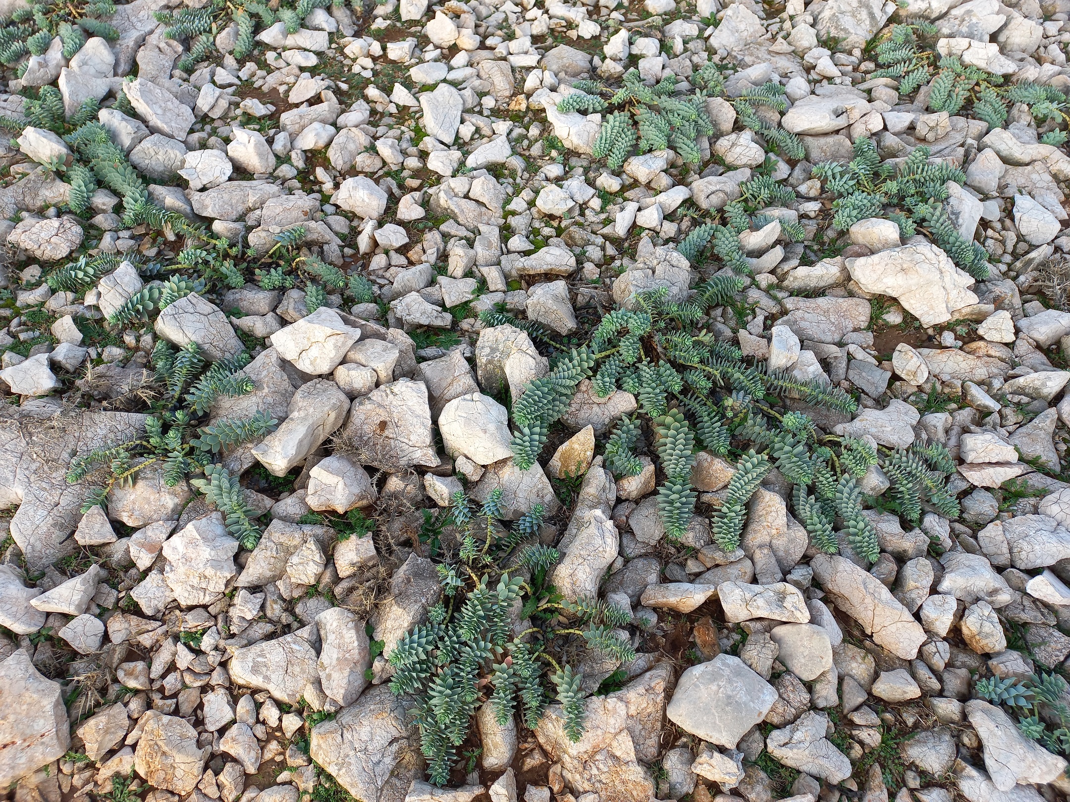 Euphorbia myrsinites (Délszaki kutyatej)