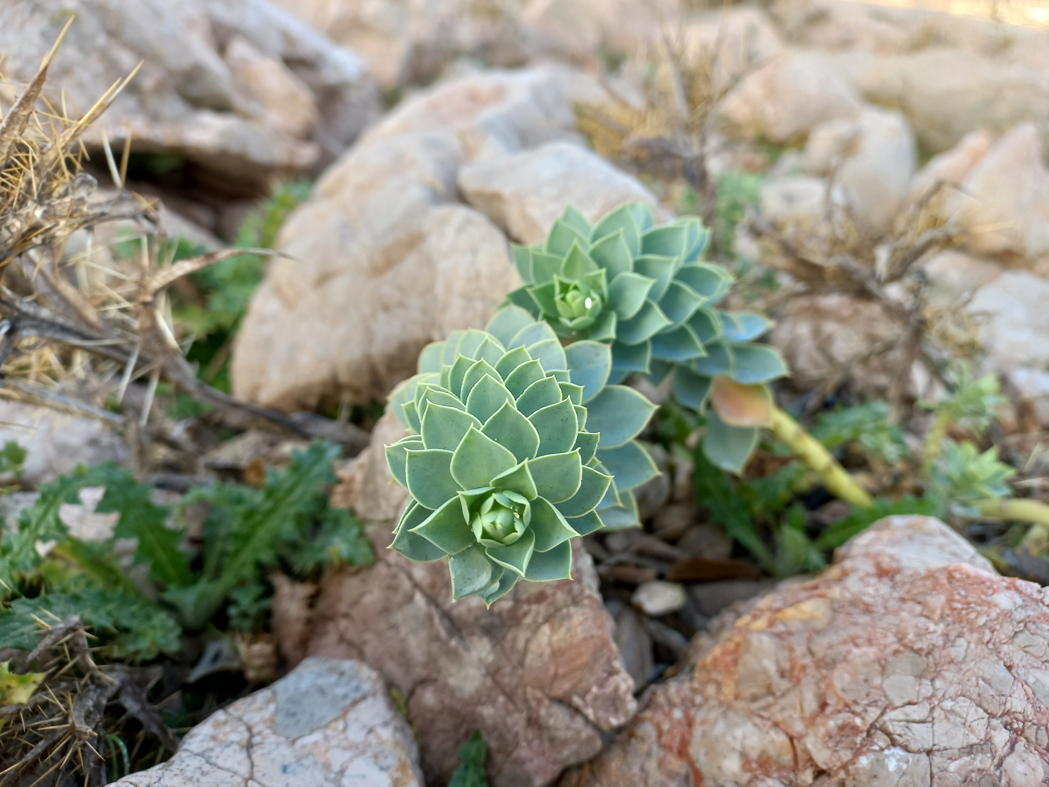 Euphorbia myrsinites (Délszaki kutyatej)