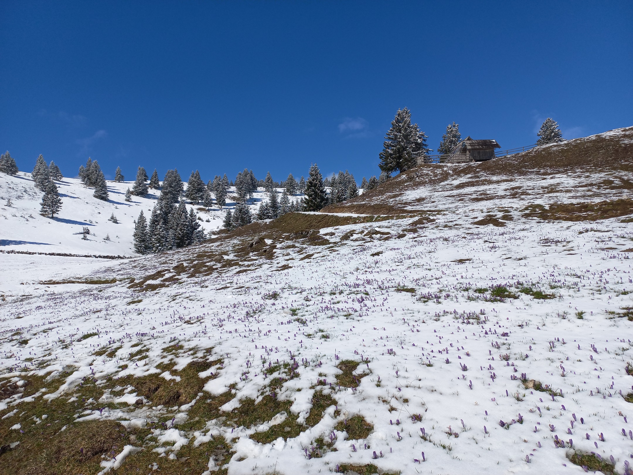 Gojška planina