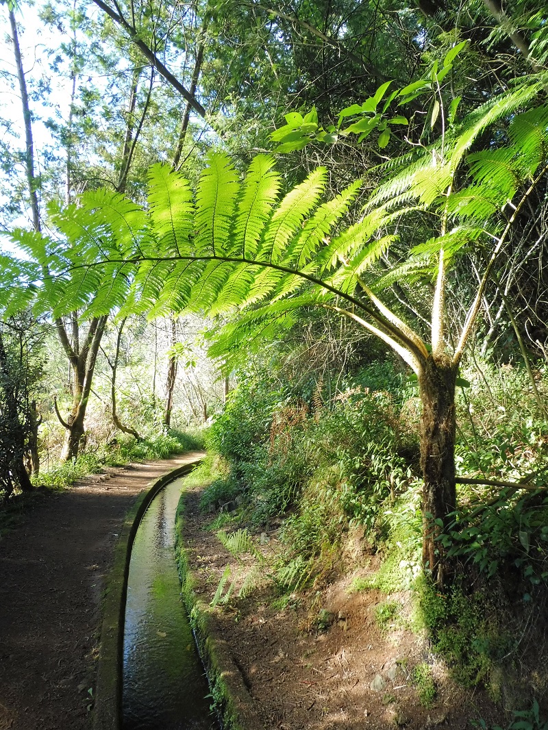 Levada do Rei