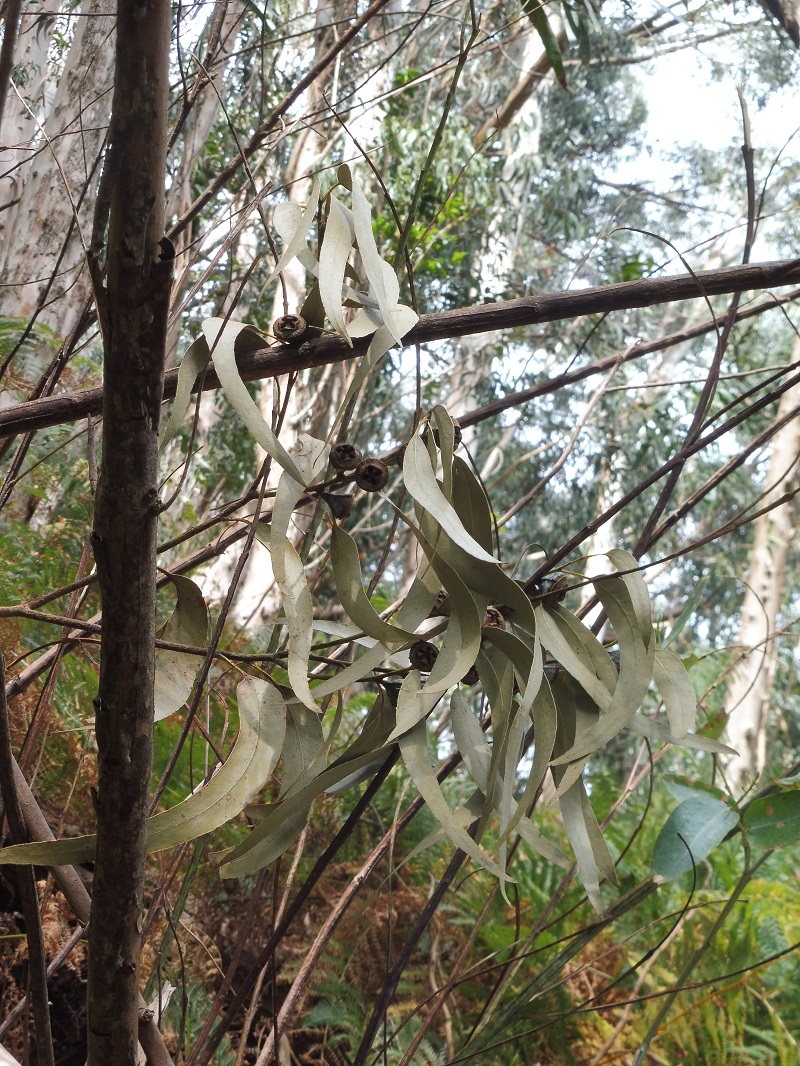 Eukaliptusz levele és termése