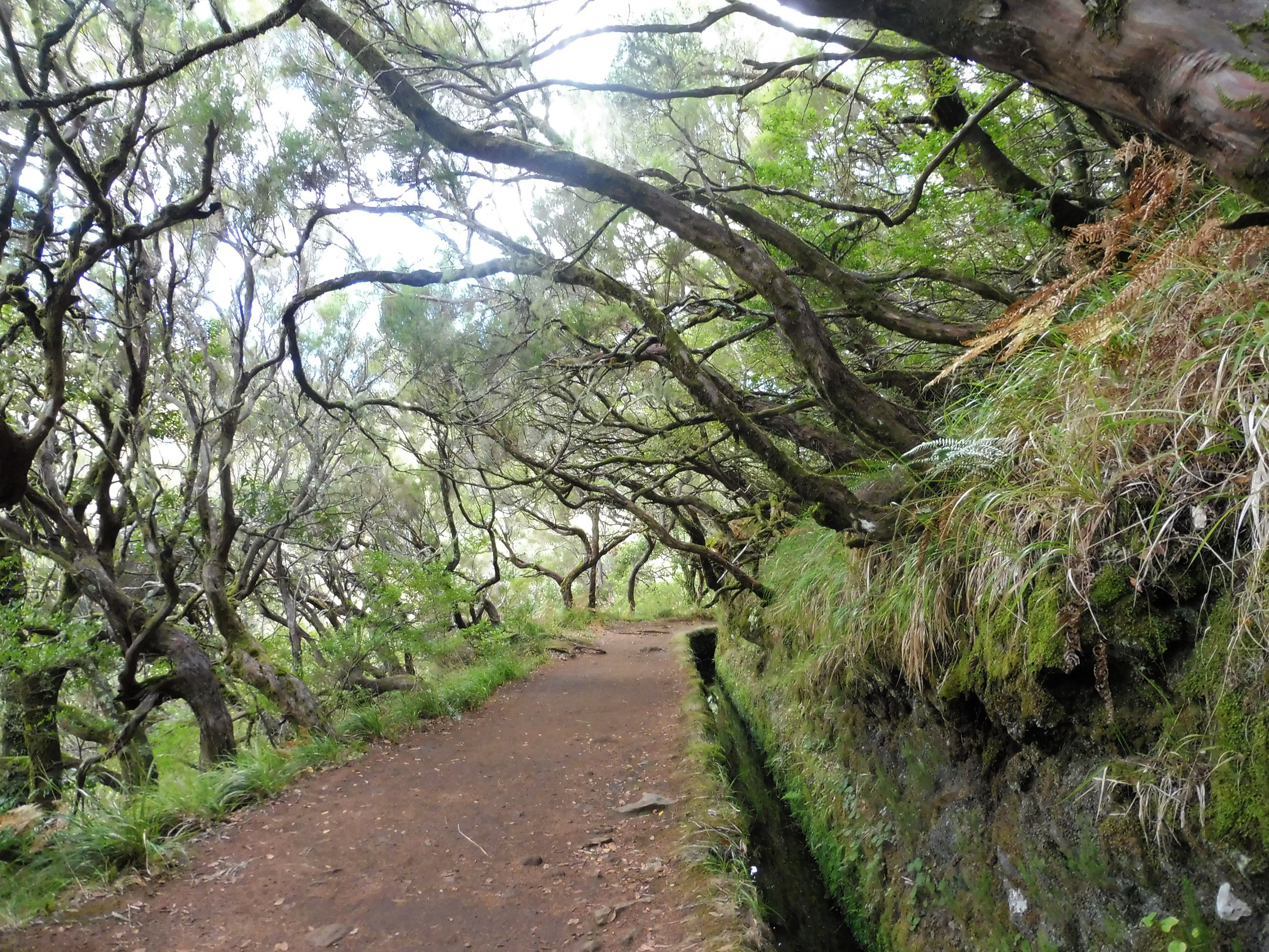 Levada do Risco