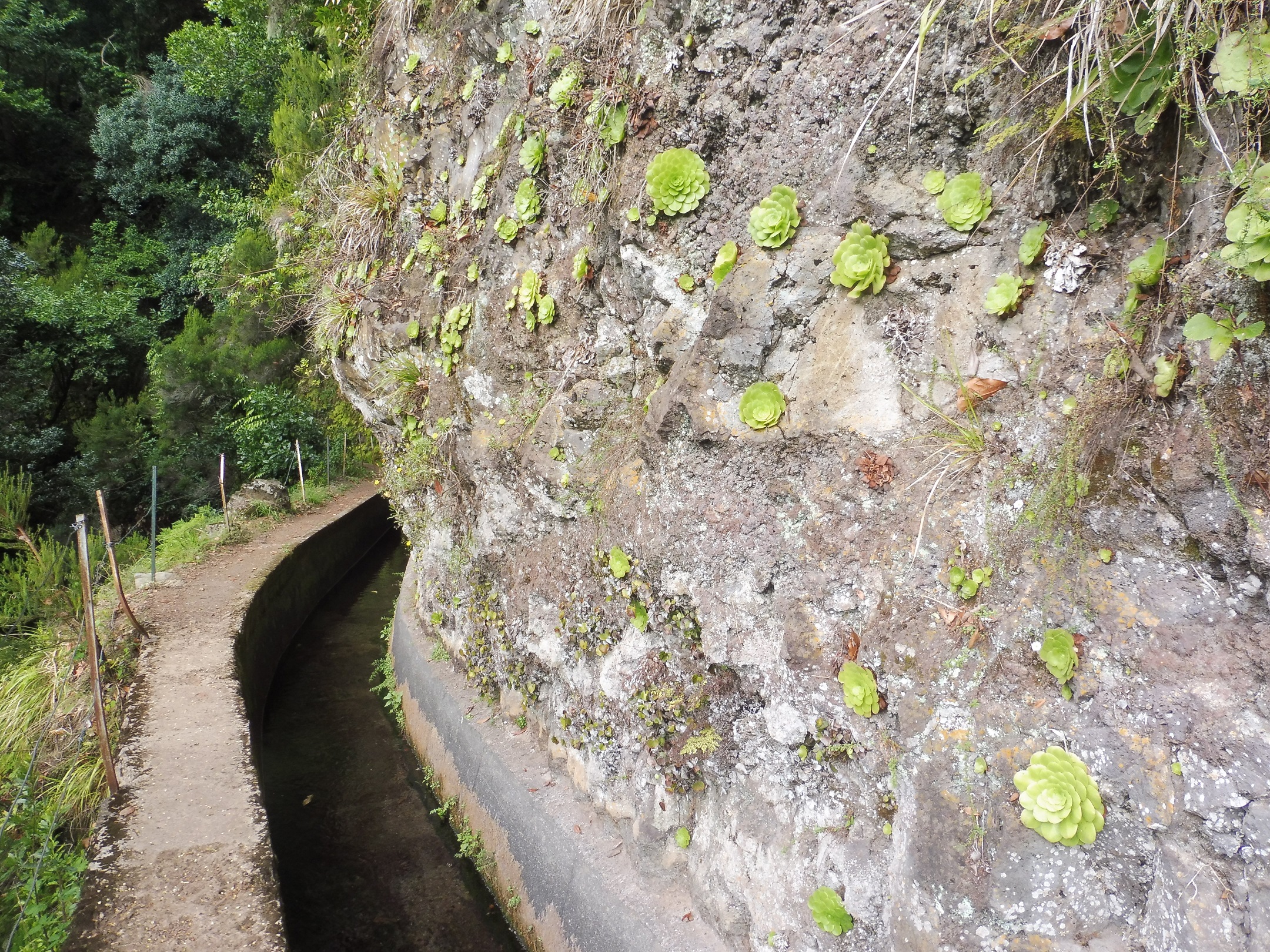 Levada do Ribeira da Janela