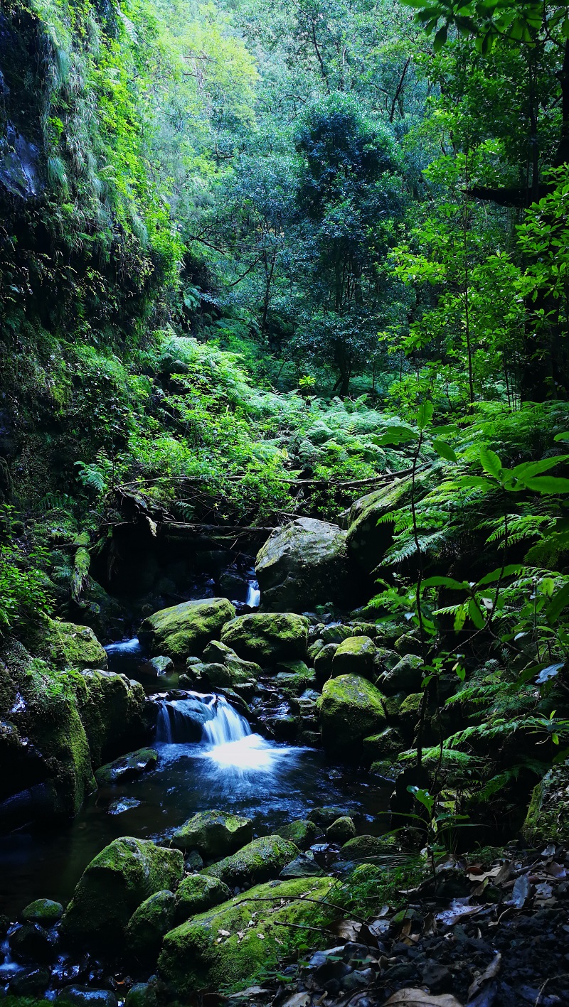 A Levada do Rei-t tápláló patakocska, a Ribeiro Bonito