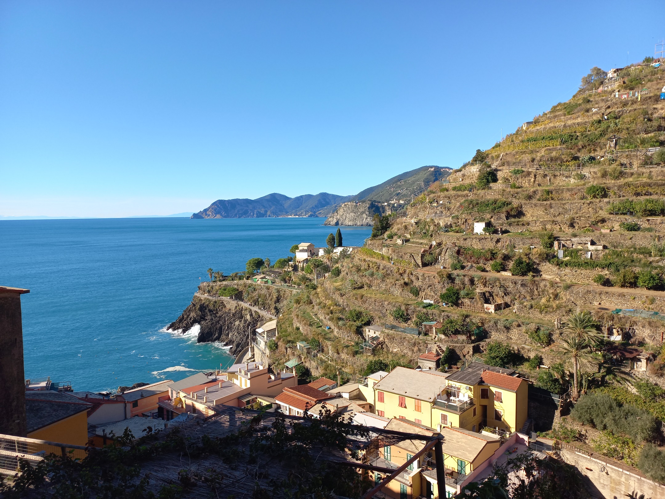 Manarola teraszai