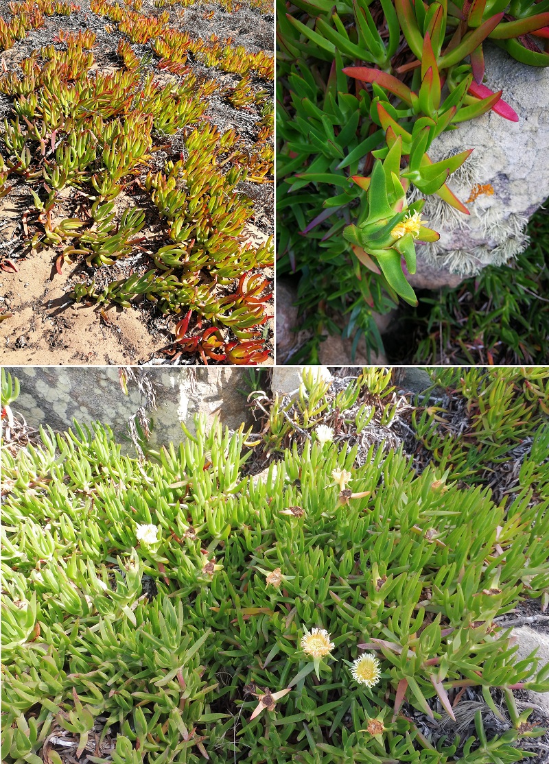 Hottentottafüge (Carpobrotus edulis)