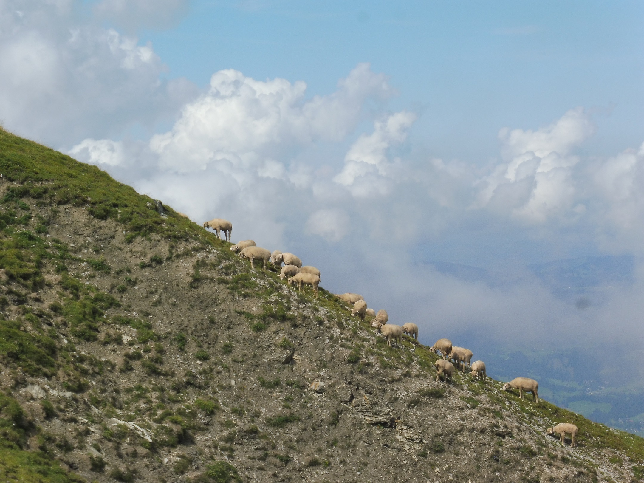 Bárányok a földön és az égben
