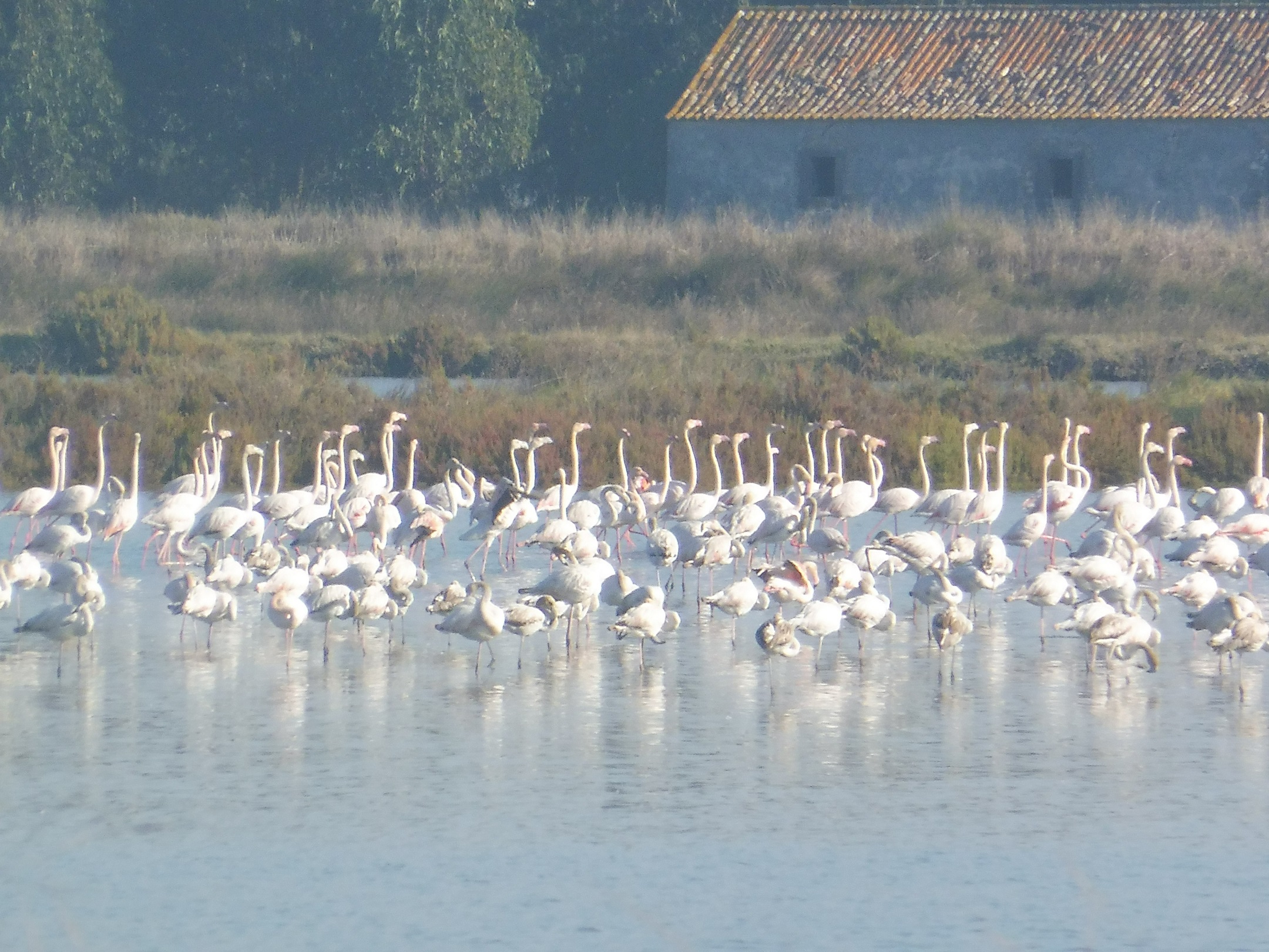 Karibi flamingók