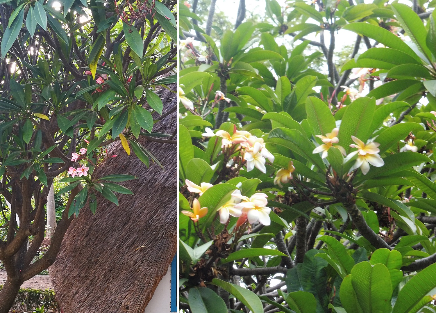 Plumeria, avagy hawaii rózsa