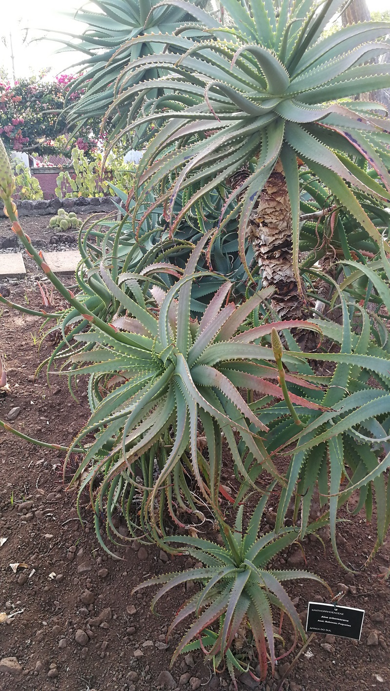 Aloe