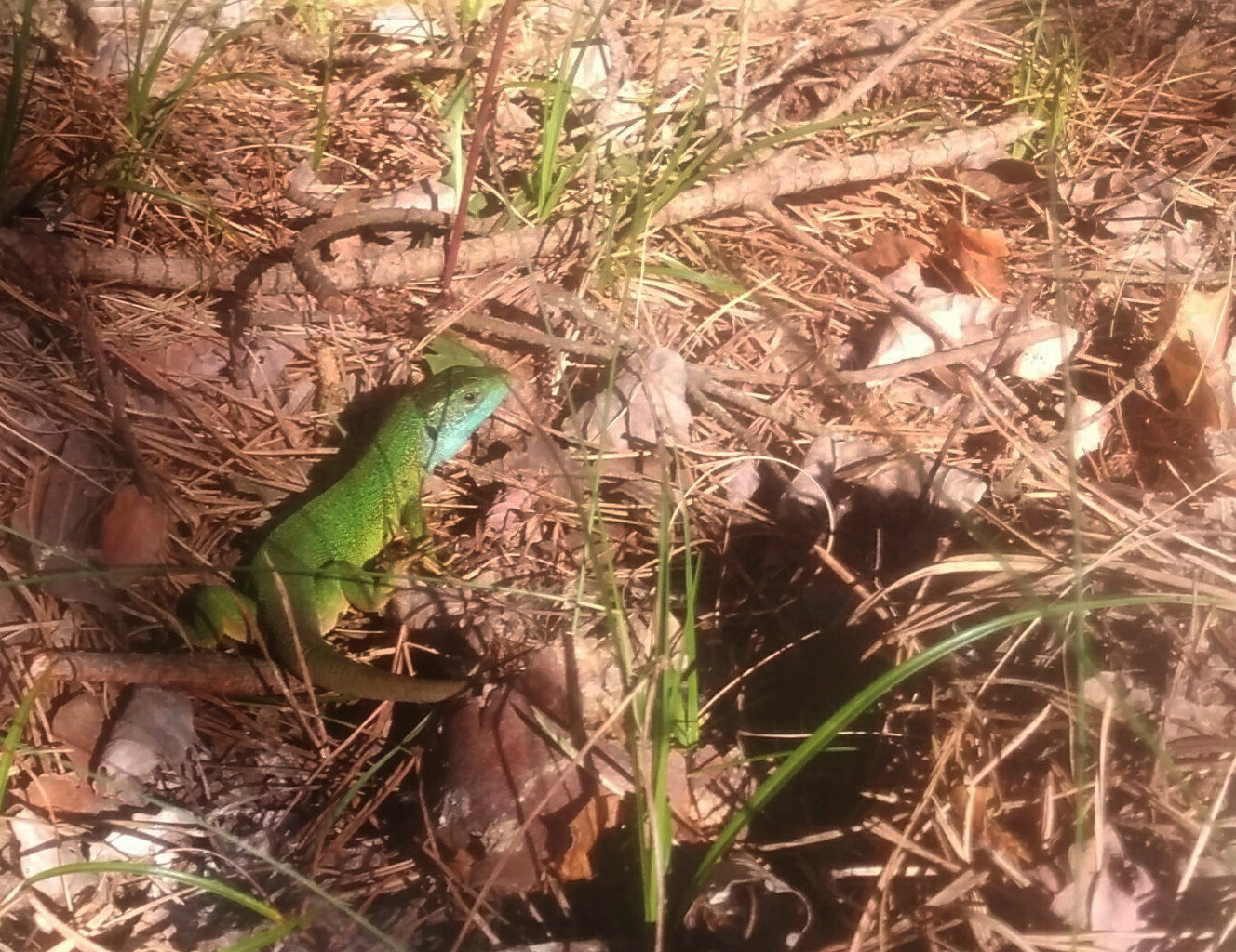 Zöld gyík az első tavaszi napsugarakban