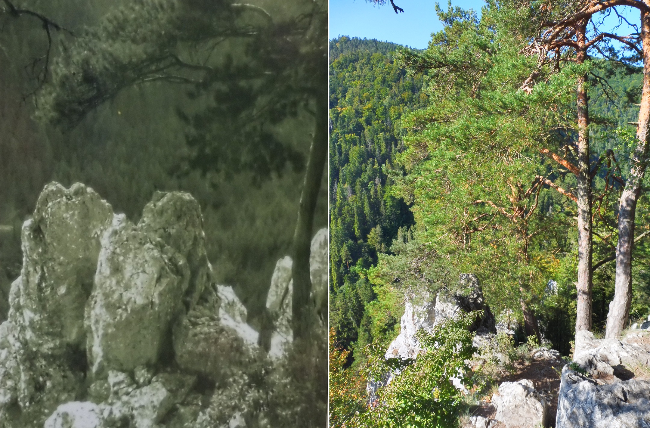 A Kazateľnica, azaz Szószék sziklatűje; a 20. század közepén még teljes valójában kilátszott az erdőségből