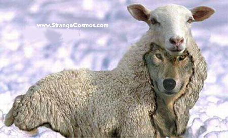 wolf20-20sheep2.jpg